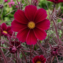 Cosmos Apollo Carmine Plant (2L Pot)