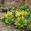 Set of 3 or 6 Primula Veris Yellow Cowslip Primrose Plants, Hardy Perennial, Spring Flowering, Outdoor Garden Ready, 1 Litre Root-Ball