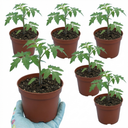 Tomato Shirley Variety Plants (Set of 3 or 6)