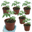 Set of 3 or 6 Large Plants - Tomato Shirley Variety, Ready to Plant in Your Garden