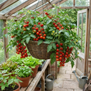Tomato Plants Growers’ Mix Plants (Set of 3 or 6)