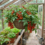 Set of 3 or 6 Live Tomato Plants Growers’ Mix, Ready to Plant Garden Vegetable Plants, Outdoor Garden Ready, 1L Root Ball