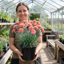 Cottage Pink Dianthus Sugar Coral Plant (5L Pot)