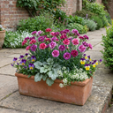 Pink Purple Carnation Plants (Set of 3 or 6)