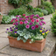 Set of 3 or 6 Large Plants - Pink Purple Carnation, Ready to Plant in Your Garden, 10.5 cm