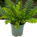1 Large, Outdoor Garden Ready Plant - Wood Fern Dryopteris Atrata, 2L Pot