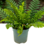 1 Large, Outdoor Garden Ready Plant - Wood Fern Dryopteris Atrata, 2L Pot