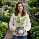 3Ltr Hosta Tears from Heaven, Shade Perennial, Nursery Pots