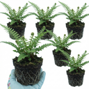 Soft Shield Fern Polystichum Setiferum Plants (Set of 3 or 6)
