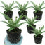 Set of 3 or 6 Soft Shield Fern Polystichum Setiferum Plants, Hardy Evergreen Shade Perennials, 1 Litre Root-Ball