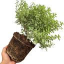 Pittosporum Silver Ball Plant