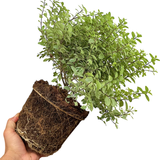 Pittosporum 'Silver Ball' – Evergreen Shrub (3L Pot)
