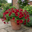 Set of 3 Large Plants - Petunia Easy Wave Red, Outdoor Garden Ready