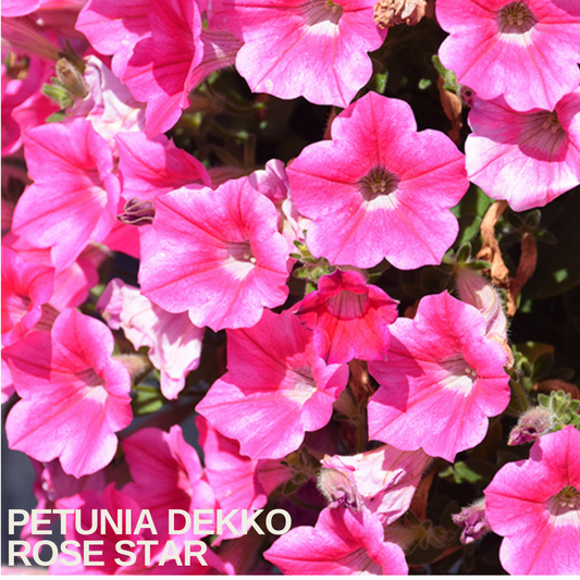 Bright pink petunias with white star markings and darker veining, caption text overlaid