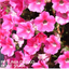Set of 3 or 6 Large Plants - Petunia Dekko Rose Star, Outdoor Garden Ready