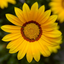 Set of 3 or 6  Large Plants - Gazania Kiss Yellow Improved, Ready to Plant in Your Garden