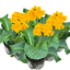 Polyanthus Orange