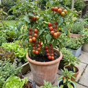 Tomato Ricola Fire & Lightning Plants (Set of 3 or 6)