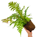Blechnum Volcano Fern Plant (3L Pot)