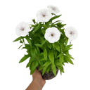 Dianthus Dart White Plant (2L Pot)