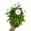 1 Large Plant - Dianthus Dart White, Ready to Plant in Your Garden, 2L Pot