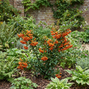 Pyracantha Orange Glow Firethorn Plants