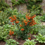 1 Pyracantha Orange Glow Firethorn Plant, Evergreen Fast Growing Climbing Hedge Shrub, 2L Root-Ball