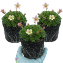 Saxifrage Ice Colours Appleblossom Plants (Set of 3 or 6)