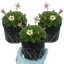 Set of 3 or 6 Saxifrage Ice Colours Appleblossom Plants, Hardy Alpine Rock Garden Perennial, Outdoor Garden Ready, 1 Litre Root-Ball
