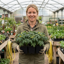 Tomato Totem Plants (Set of 3 or 6)