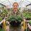 Set of 3 or 6 Tomato Totem Plants, Compact Dwarf Patio Bush Variety, Grow Your Own, Outdoor Garden Ready, 1L Root Ball