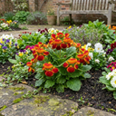 Calceolaria Calynopsis ‘Red Orange Bicolour’ Plants (Set of 3 or 6)