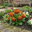 Set of 3 or 6 Garden Ready Plants – Calceolaria Calynopsis ‘Red Orange Bicolour’, Ready to Plant