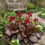 Set of 3 or 6 Bergenia Rotblum Hardy Evergreen Perennial Plants, Pink Flowering Ground Cover, Outdoor Garden Ready, 1 Litre Root-Ball