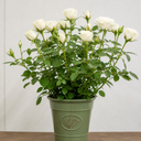 3Ltr Patio Rose Plant, White Rose Bush, Nursery Pots