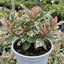 1 Photinia Fraseri Pink Crispy Plant, Evergreen Hedge Shrub, Outdoor Garden Ready, 3 Litre Root Ball