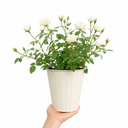 3Ltr Patio Rose Plant, White Rose Bush, Nursery Pots