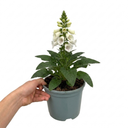 Digitalis Dalmatian White Plant (2L Pot)