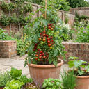 Tomato Gardeners Delight Variety Plants (Set of 3 or 6)