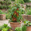 Set of 3 or 6 Large Plants - Tomato Gardeners Delight Variety, Ready to Plant in Your Garden