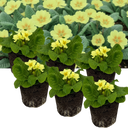 Primrose Sweet 16 Plants (Set of 3 or 6)