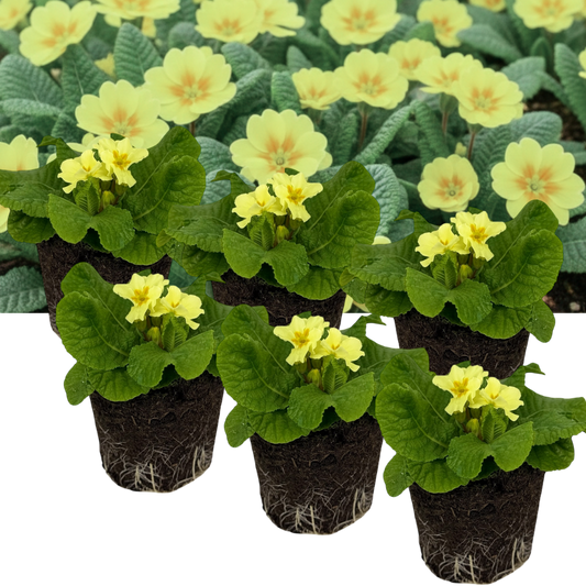 Primrose Sweet 16 – Hardy Winter and Spring Bedding (Set of 3 or 6)