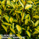 Elaeagnus ‘Maryline’ Plant