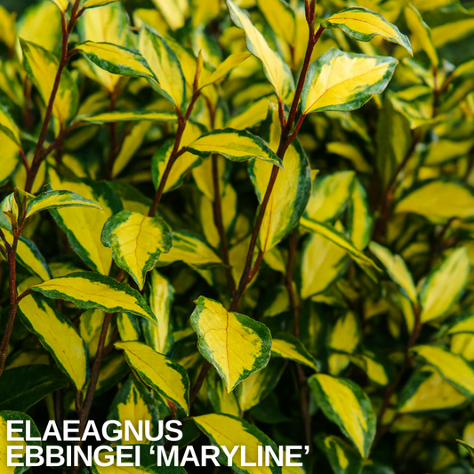 Elaeagnus 'Maryline' foliage close-up, green leaves splashed with bright gold centres on reddish stems