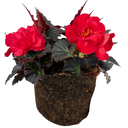 Begonia Mocca Cherry Plant (2L Pot)