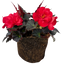 1 Large Plant - Begonia Mocca Cherry, Ready to Plant in Your Garden, 2L Pot