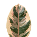 Ficus Elastica Tineke Rubber Tree Plants