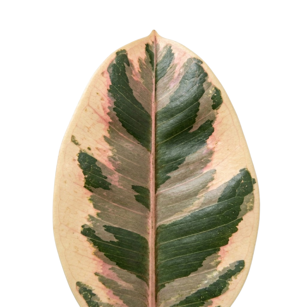 Ficus elastica 'Tineke' (Rubber Plant) – Variegated Houseplant (2L Pot)