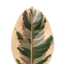 1 Ficus Elastica Tineke Rubber Tree Plant, Live Indoor Houseplant, Easy Care, 17cm Root Ball