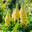 1 Large Plant - Lupin Legendary Yellow Shades, Outdoor Garden Ready, 2L Rootball